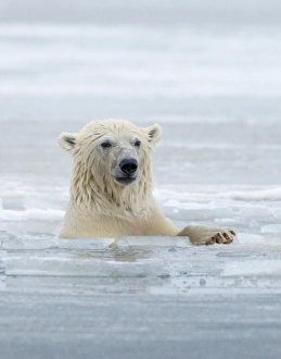 Polar Bears near Kaktovic, Alaska