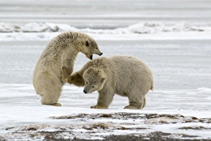 Alaska Prints: Polar Bears near Kaktovic, Alaska