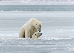 Alaska Prints: Polar Bears near Kaktovic, Alaska