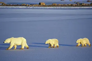 Leader Prints: Polar Bears (Ursus maritimus) female with 2 cubs walking on frozen pond, Churchill