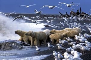 Polar Bears (Ursus maritimus), gather around Gray Whale carcass, surrounded by Glaucous Gulls