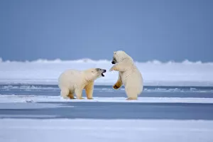 polar bears, Ursus maritimus, playing around on the pack ice, 1002 coastal plain