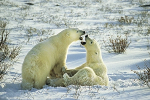 Play Fighting Prints: Polar Bears (Ursus maritimus) sparring, Churchill, Manitoba, Canada