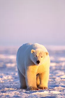 Images Dated 9th November 2005: polar bears, Ursus maritimus, walking at sunrise on the snow-covered pack ice of