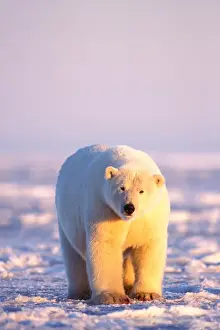 Anwr Prints: polar bears, Ursus maritimus, walking at sunrise on the snow-covered pack ice of