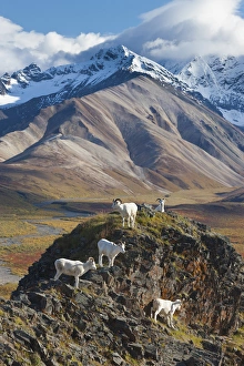 Images Dated 27th August 2011: Polychrome Pass, Denali National Park, Alaska, five dall sheep rams perch on a cliff