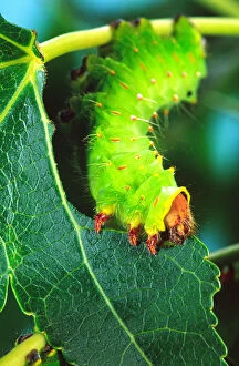 Images Dated 28th February 2007: Polyphemus Moth Caterpillar Antheraea polyphemus Wide Spread US