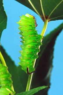 Antheraea Prints: Polyphemus Moth Caterpillar, Antheraea polyphemus, Wide Spread US