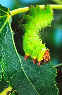 Antheraea Prints: Polyphemus Moth Caterpillar Antheraea polyphemus Wide Spread US