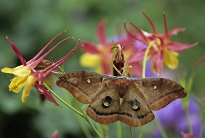 Polyphemus Moth on Columbine in Garden