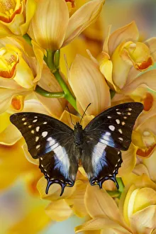 Cymbidium Prints: Polyura cognatus tropical butterfly on large golden cymbidium orchid