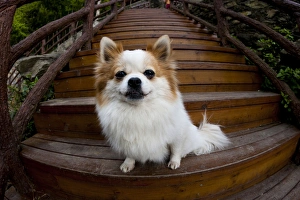 Domesticated Prints: Pomeranian, Yuanyang, China