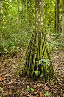 Rainforest Prints: Pona Palm, root system in neotropic only 40cm for all trees and dead leaves tree