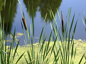 Images Dated 3rd July 2010: Pond