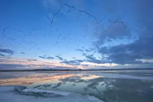 Images Dated 28th March 2009: Pond reflection as snow geese fly in formation above during the spring migration