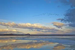 Freezeout Lake Prints: Pond reflection as snow geese fly in formation above during the spring migration