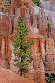 Images Dated 19th January 2024: Ponderosa pine and hoodoos Bryce Canyon National Park, Utah
