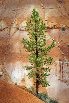 Images Dated 19th January 2024: Ponderosa pine and hoodoos Bryce Canyon National Park, Utah