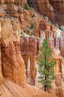 Images Dated 19th January 2024: Ponderosa pine and hoodoos Bryce Canyon National Park, Utah