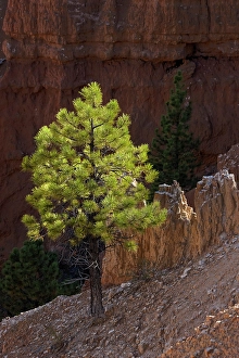 Images Dated 19th January 2024: Ponderosa pine and hoodoos Bryce Canyon National Park, Utah