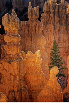 Images Dated 19th January 2024: Ponderosa pine and hoodoos Bryce Canyon National Park, Utah