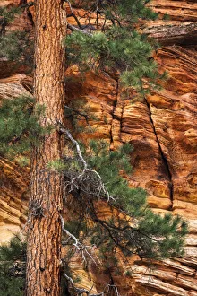 Prints of Ponderosa pine and sandstone wall, Zion National Park, Utah, USA Images Dated 2019 May: Ponderosa pine and sandstone wall, Zion National Park, Utah, USA