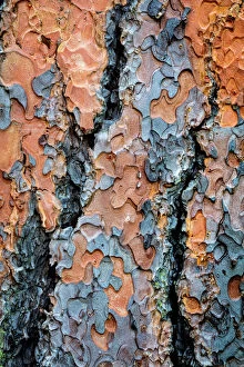 Abstract Gallery: Ponderosa pine tree detail of bark