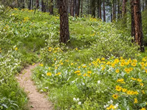 Leavenworth Prints: Ponderosa Pine trees and arrowleaf balsamroot in the forest near Leavenworth