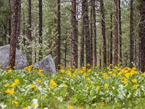 Images Dated 16th March 2021: Ponderosa Pine trees and arrowleaf balsamroot in the forest near Leavenworth