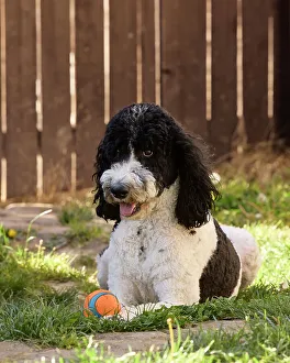 Rick A Brown Prints: Poodle playing ball in backyard