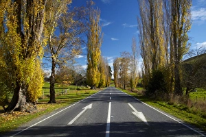Central Otago Prints: Poplar trees in autumn at entrance to Lawrence, Central Otago, South Island, New Zealand