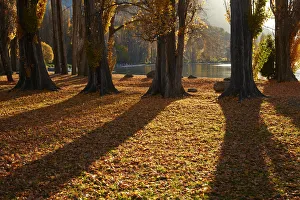 Images Dated 2nd May 2018: Poplar Trees in Autumn, Lake Wanaka, Otago, South Island, New Zealand