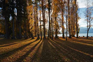 Central Otago Prints: Poplar Trees in Autumn, Lake Wanaka, Otago, South Island, New Zealand