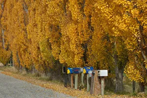 Queenstown Prints: Poplar trees in autumn and letterboxes, Crown Terrace, near Arrowtown, near Queenstown