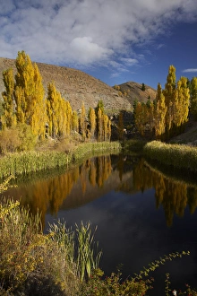 Poplar trees in autumn reflected in pond, Bannockburn, near Cromwell, Central Otago