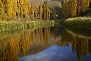 Poplar Prints: Poplar trees in autumn reflected in pond, Bannockburn, near Cromwell, Central Otago