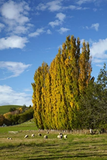 Mammals Prints: Poplar trees and farmland in autumn, near Lovells Flat, South Otago, South Island