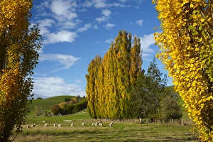 Images Dated 24th April 2015: Poplar trees and farmland in autumn, near Lovells Flat, South Otago, South Island