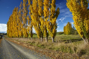 Images Dated 24th April 2015: Poplar trees and farmland in autumn, near Lovells Flat, South Otago, South Island