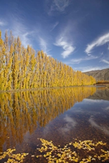 Central Otago Prints: Poplar trees and irrigation dam on orchard at Ripponvale, near Cromwell, Central Otago