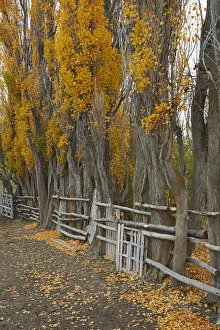 Hiking Prints: Poplar trees and stock yard by La Leona River, Patagonia, Argentina