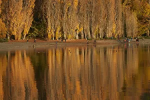 Central Otago Prints: Poplar Trees and tourists photographing That Wanaka Tree, Lake Wanaka, Otago