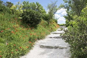 Provence Alpes Cote Dazur Prints: poppies on the grounds of Les Baux castle ruins. Les Baux, in and around the old Chateau