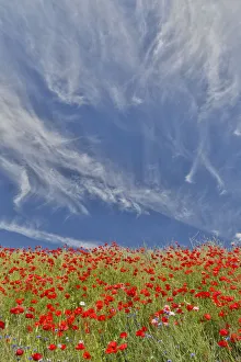 Poppies on hillside in full bloom, Garfield, Eastern Washington
