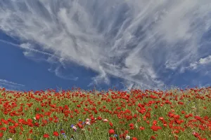 Poppies on hillside in full bloom, Garfield, Eastern Washington