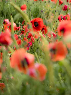 Poppies, olive groves and vineyards in spring