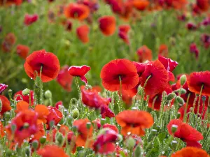 Industry Prints: Poppies, olive groves and vineyards in spring