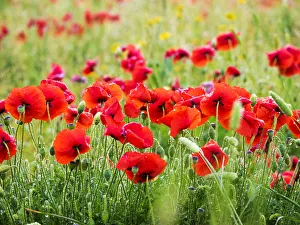 Images Dated 1st May 2016: Poppies, olive groves and vineyards in spring