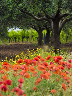 Poppies, olive groves and vineyards in spring