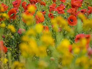 Poppies, olive groves and vineyards in spring